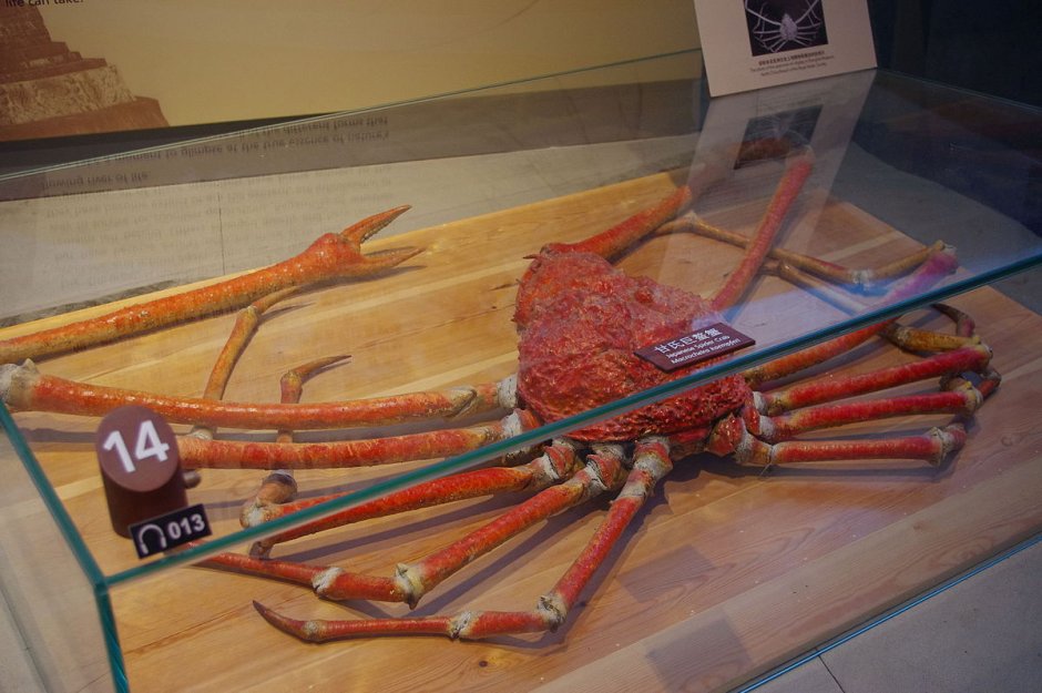 Japanese Spider Crab убил