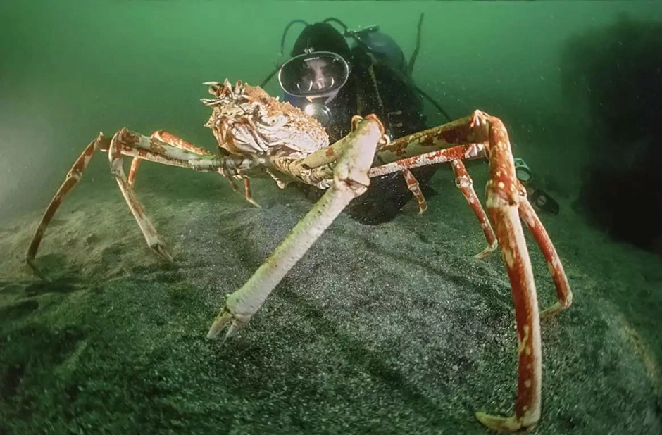 Камчатский краб паук