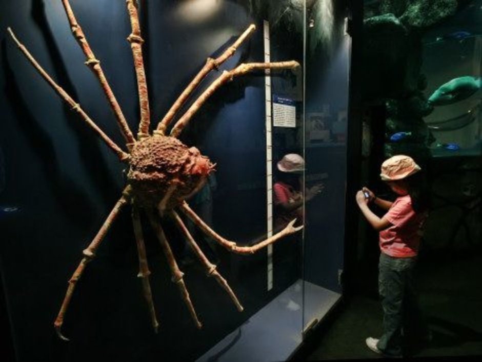 Macrocheira ginzanensis