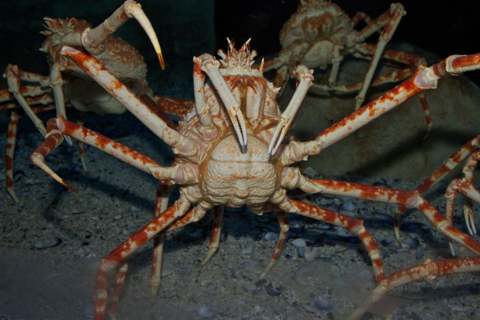 Японский краб Charybdis japonica
