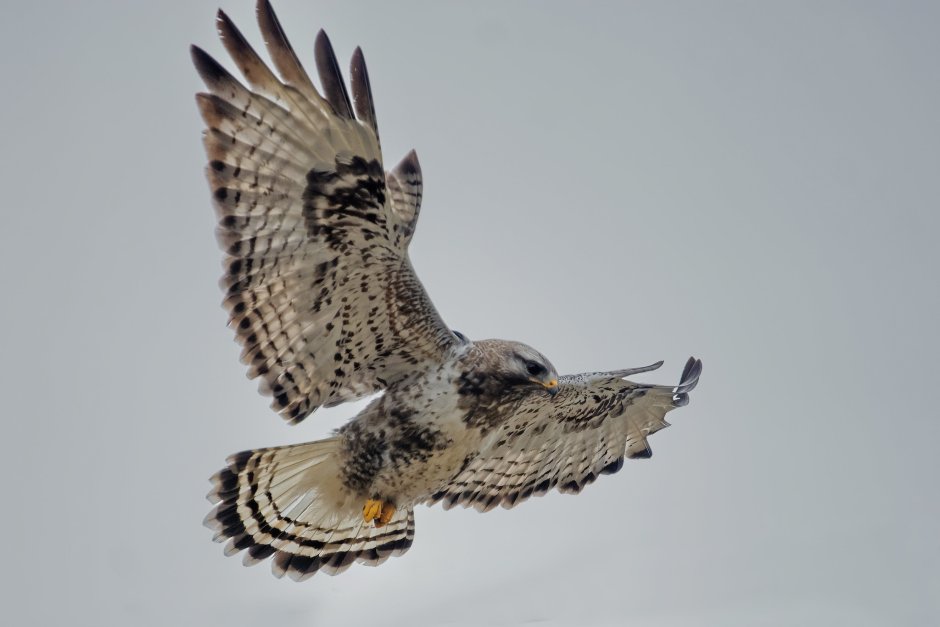 Мохноногий канюк (Зимняк) – Buteo lagopus