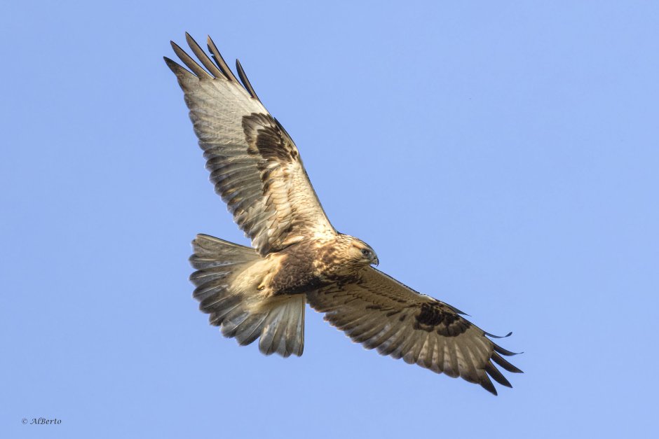 Buteo lagopus vs Buteo Buteo