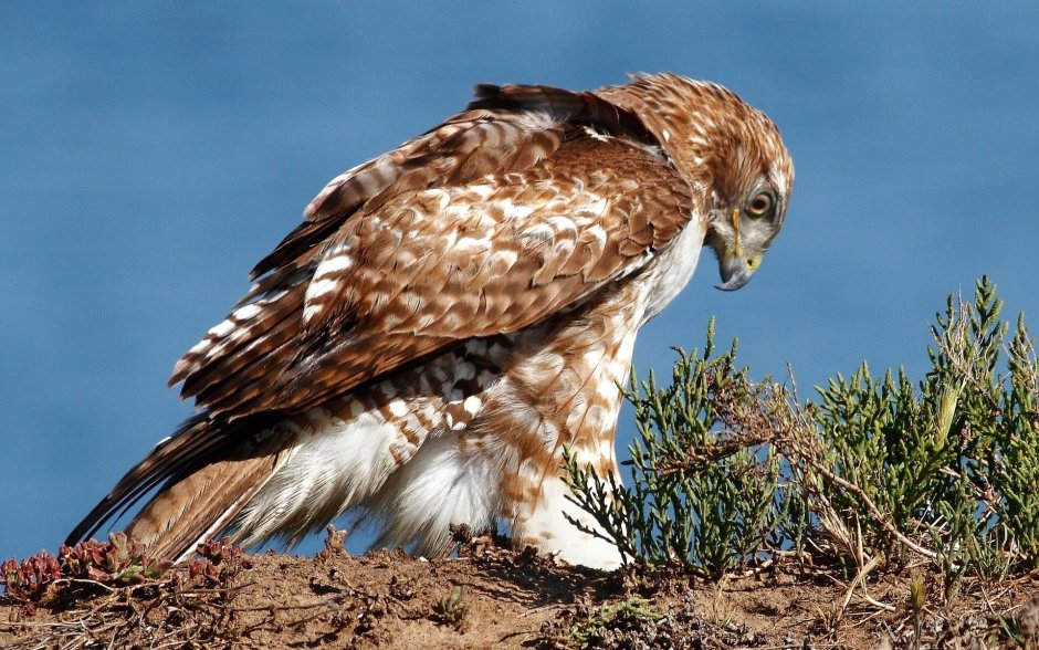 Buteo lagopus vs Buteo Buteo