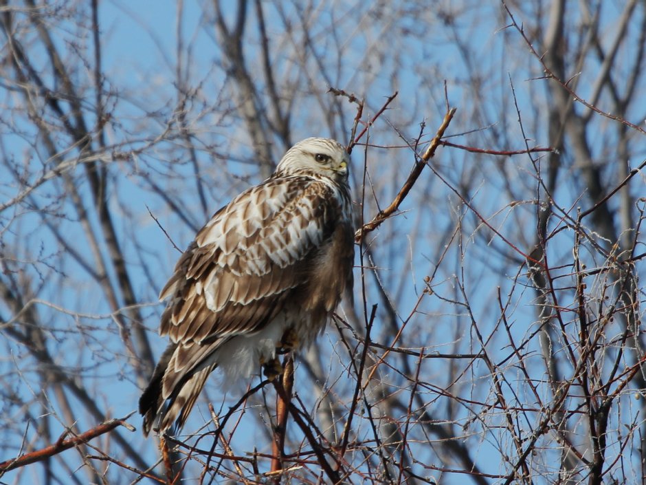 Зимняк (Buteo lagopus)
