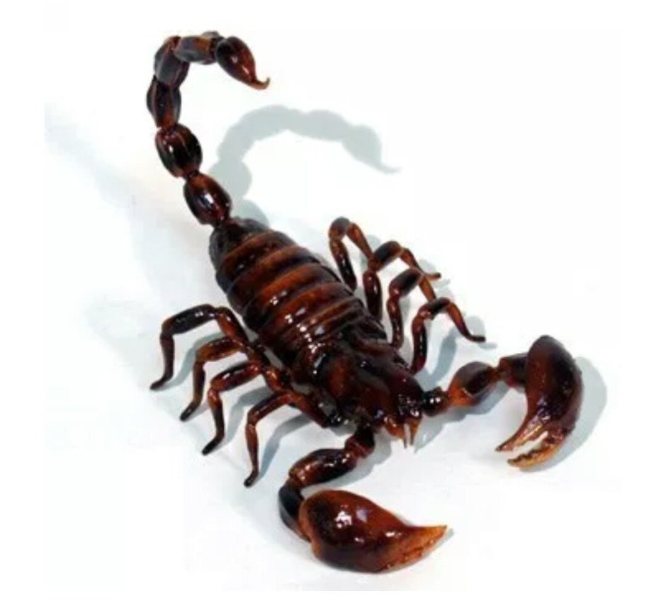 Paruroctonus Boreus