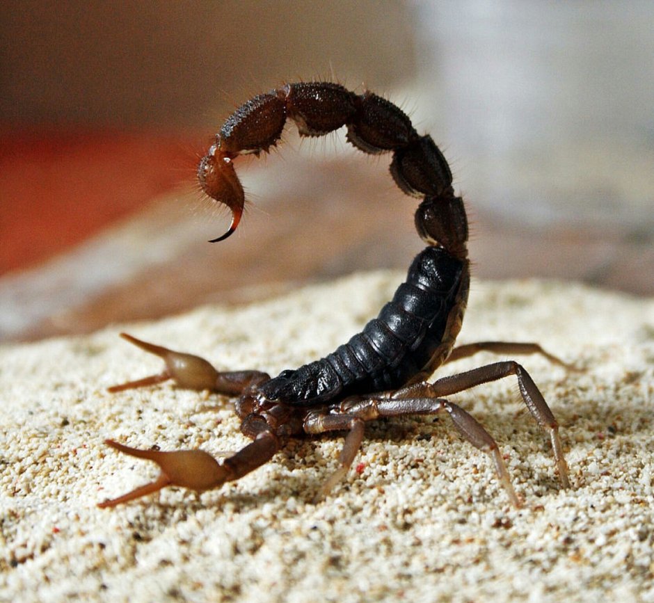 Euscorpius Germanus