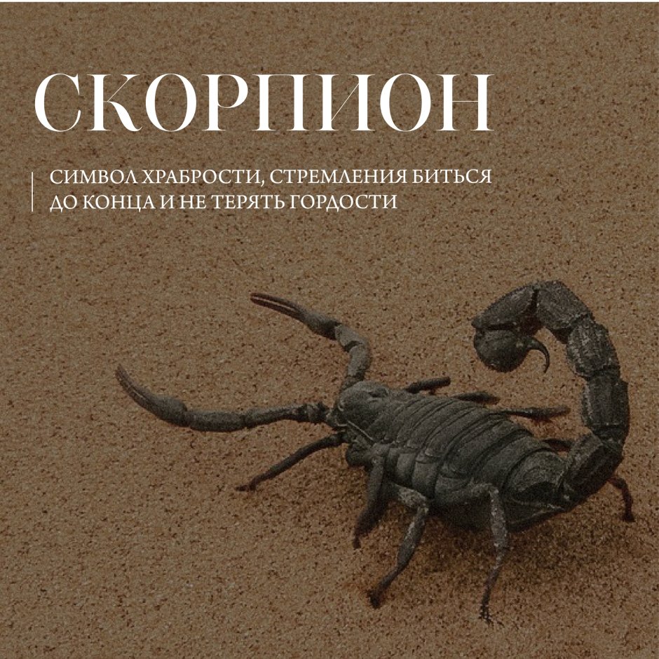 Тотемное животное скорпиона
