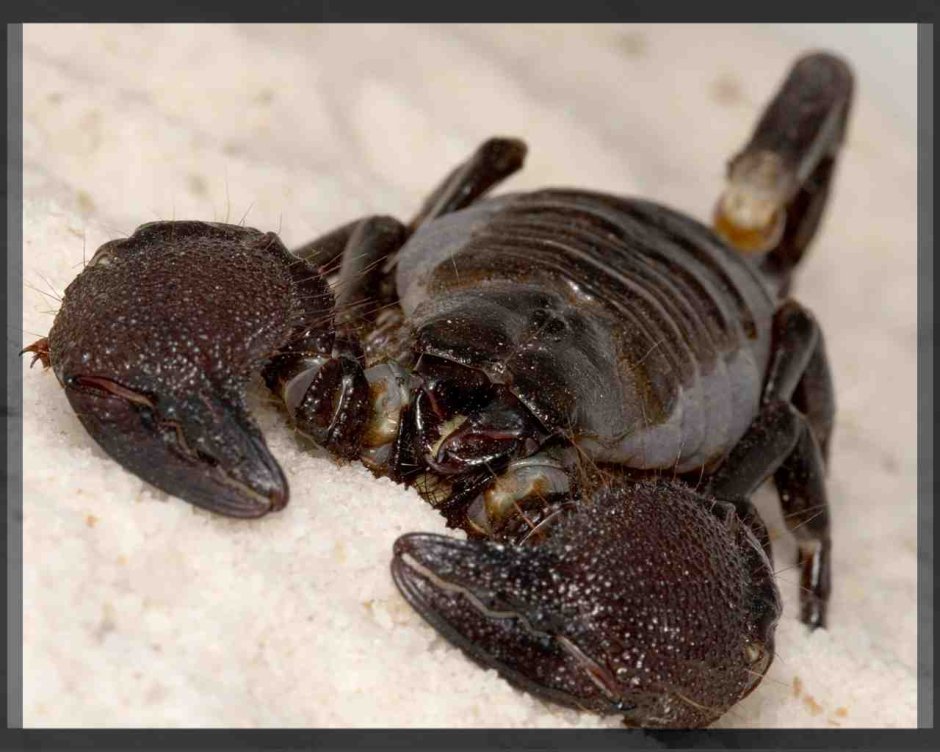 Heterometrus spinifer