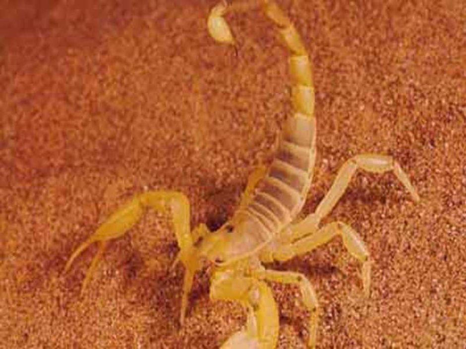 Parabuthus liosoma