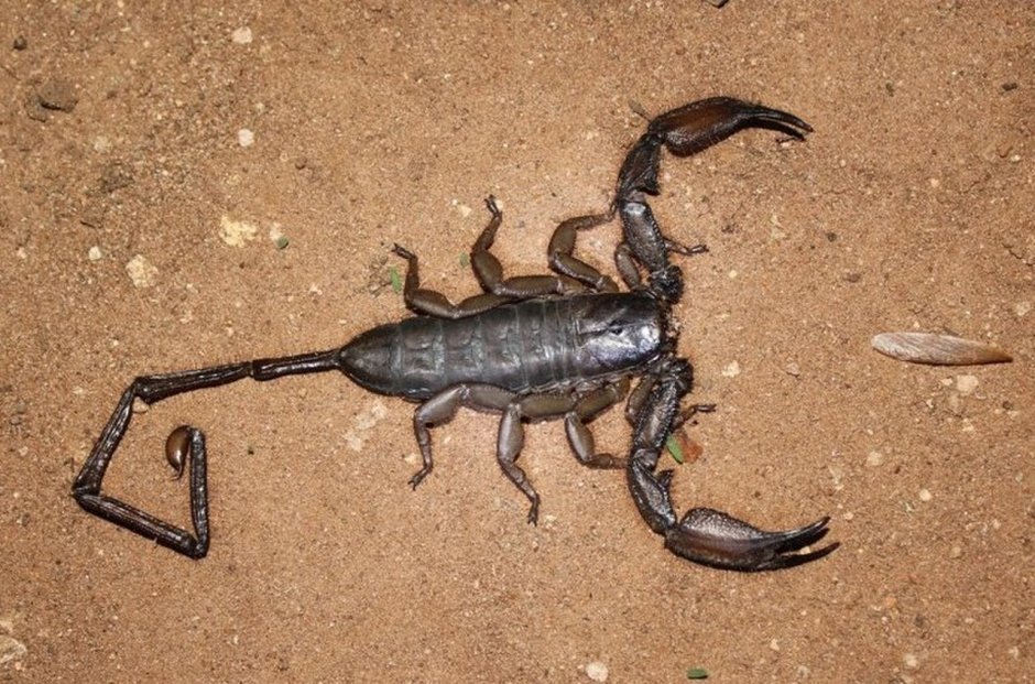 Скорпион Heterometrus cyaneus