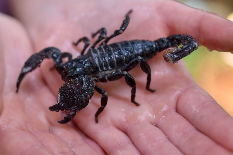 Скорпион Heterometrus