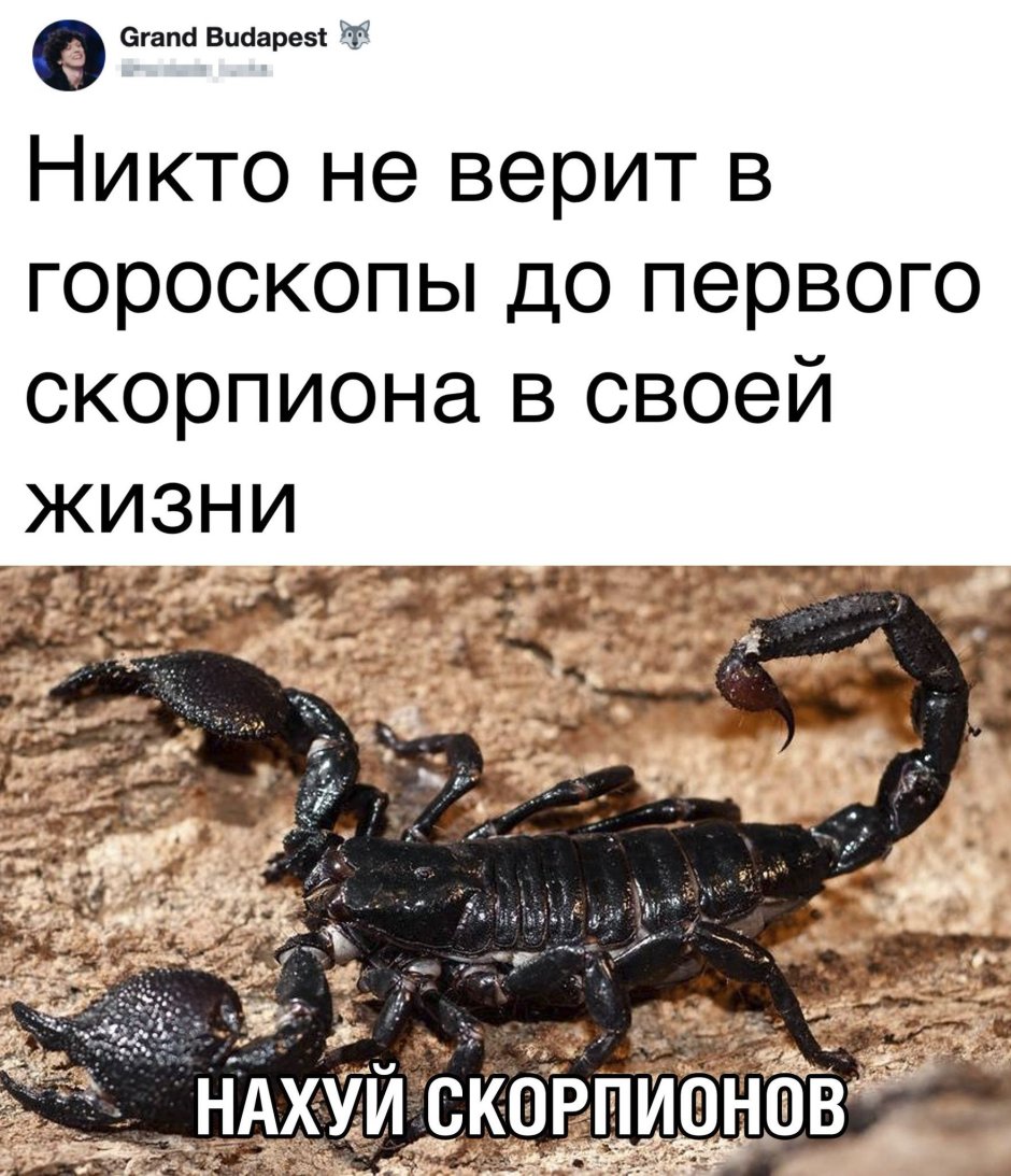 Скорпион троглодит