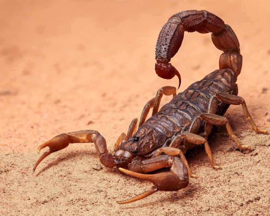 Скорпион Heterometrus cyaneus