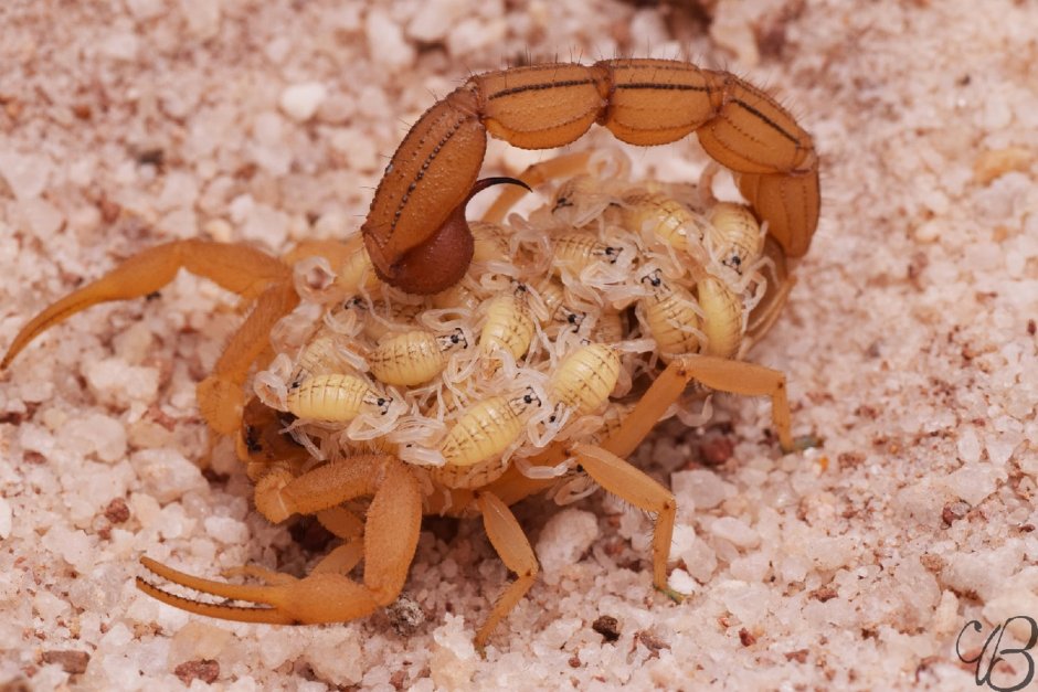 Parabuthus transvaalicus