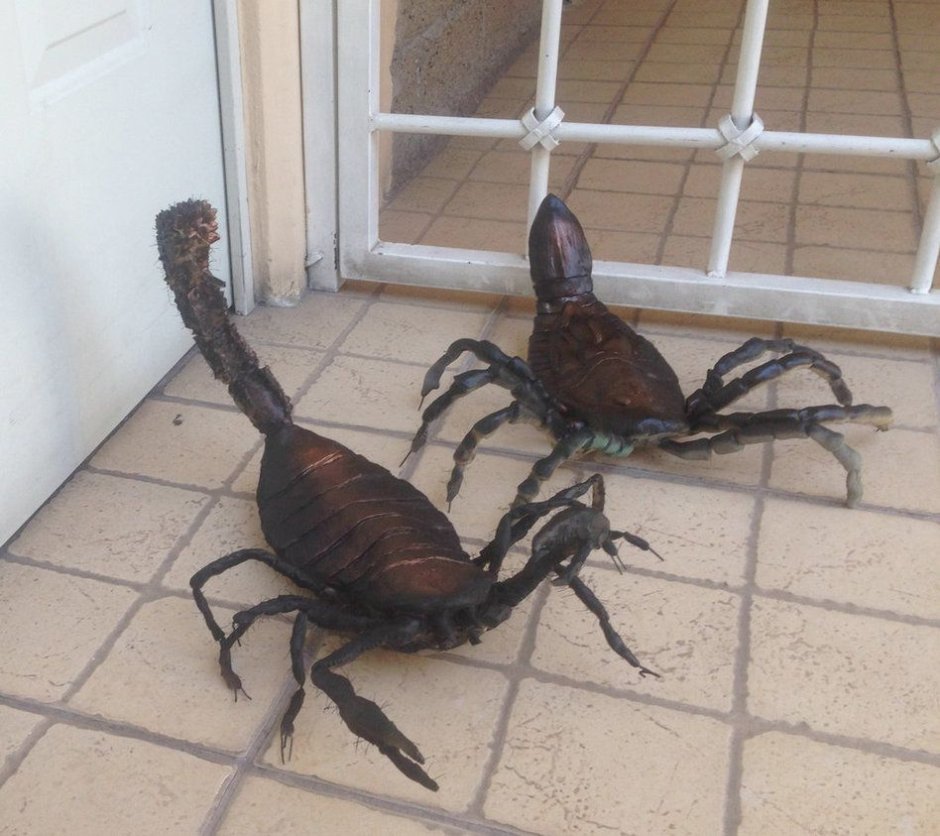 Глаза скорпиона