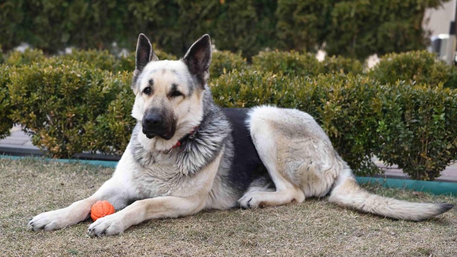 Шилонская овчарка Shiloh Shepherd