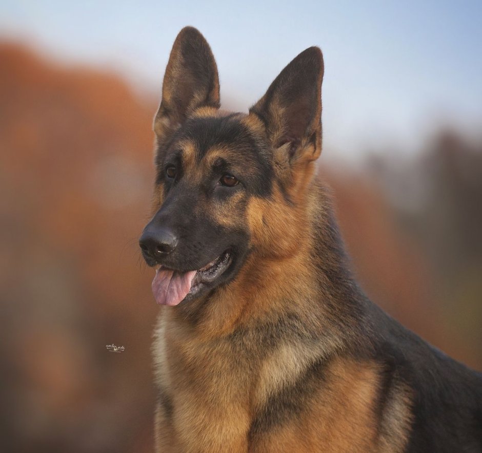 Saarloos Wolfdog