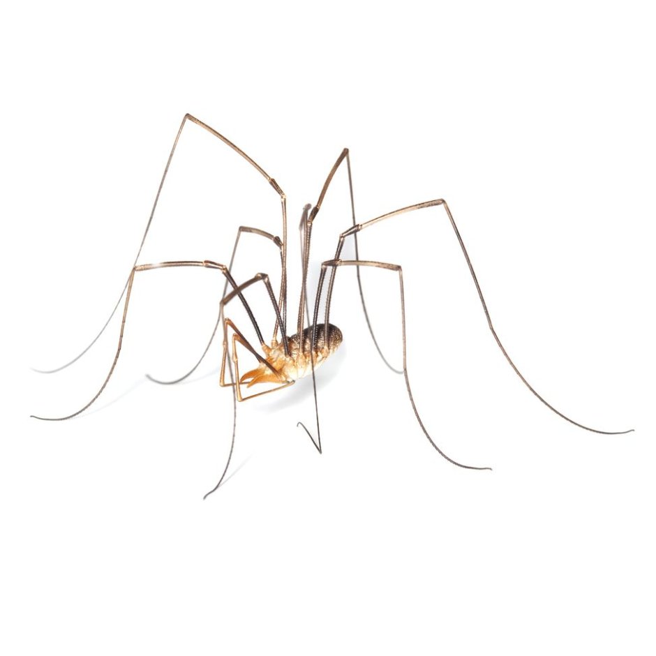 Фаланговидный фолькус (Pholcus phalangioides)