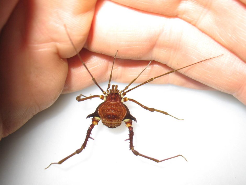 Harvestman Opiliones