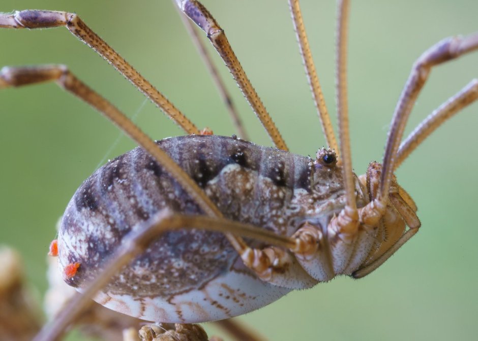 Daddy long Legs паук