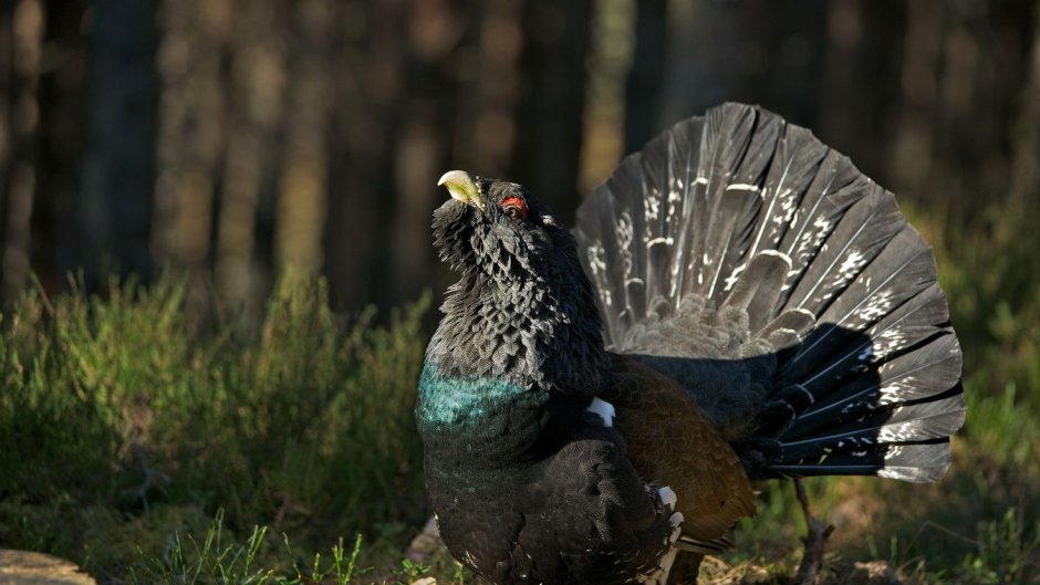 Capercaillie птица