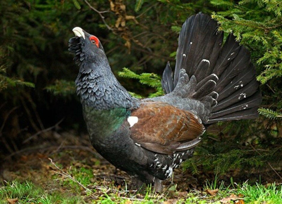 Глухарь - Capercaillie