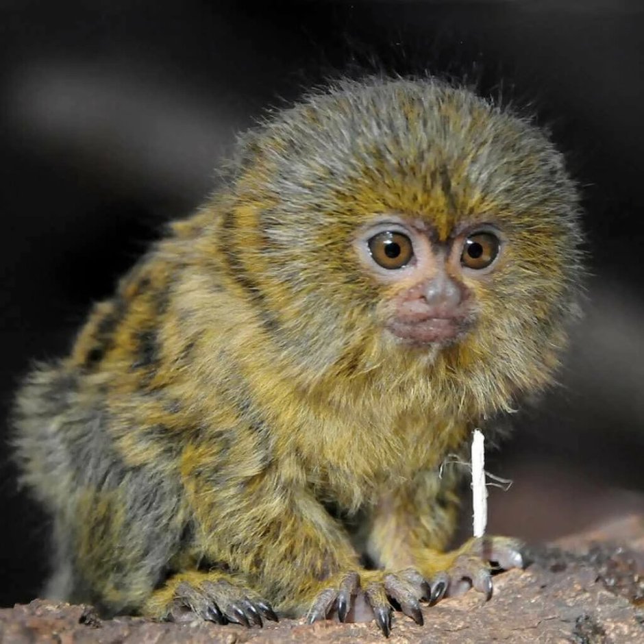 Cebuella pygmaea