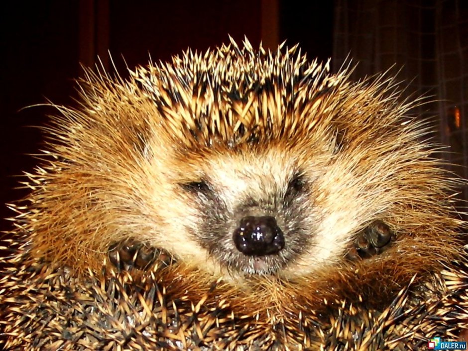 Игла ежика