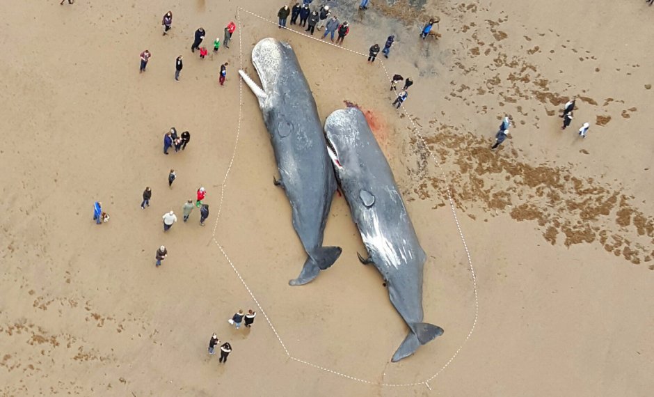 Размер кита в сравнении с человеком