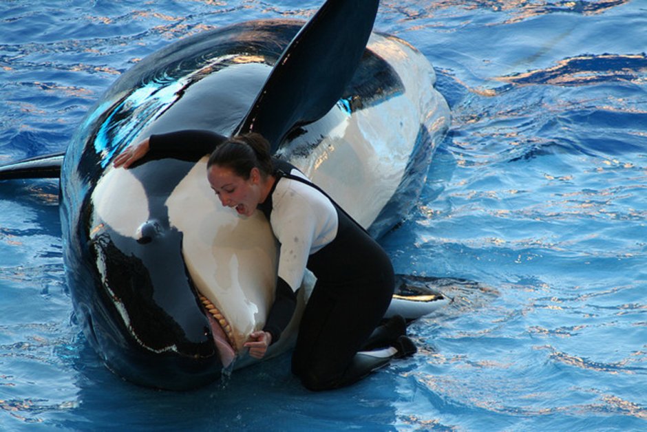 Самый большой кит в мире Размеры и вес