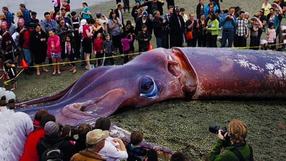 Мемы про китов