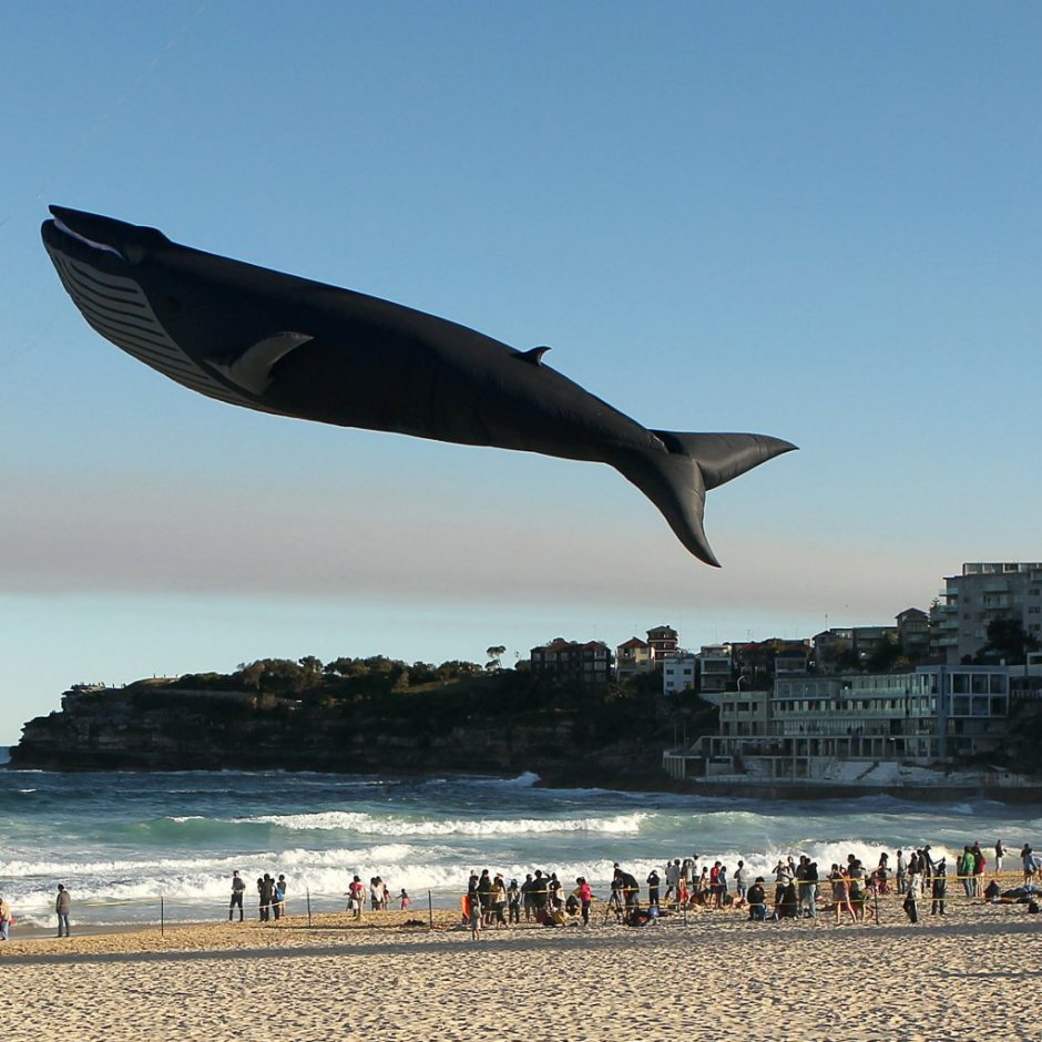 Самый огромный кит в мире