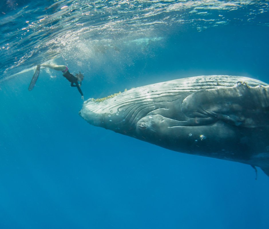 Горбатый кит и Кашалот