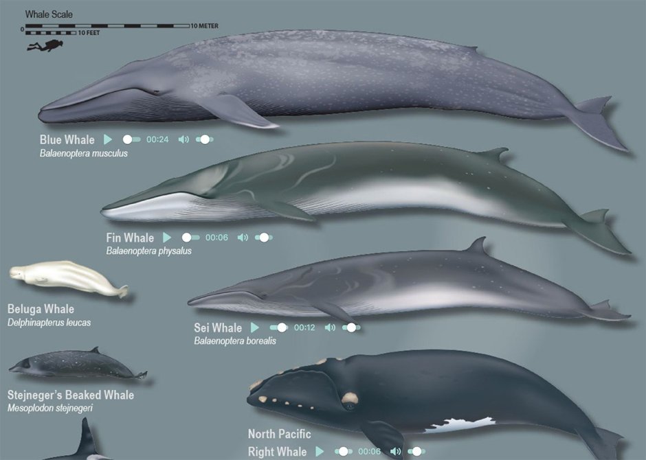 Гибрид голубого кита и финвала