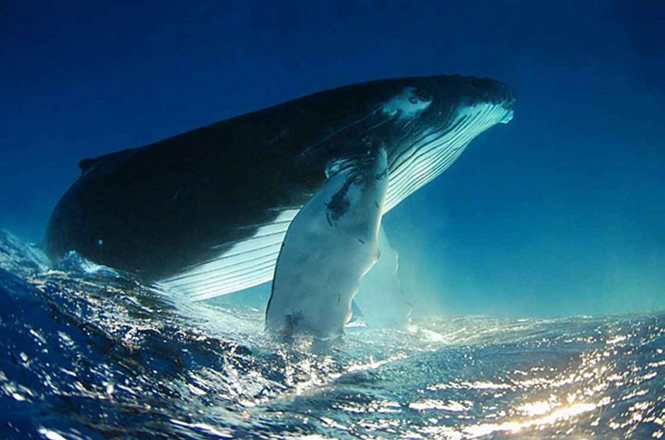 Самый большой синий кит