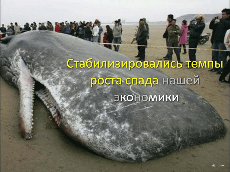 Самый гигантский кит