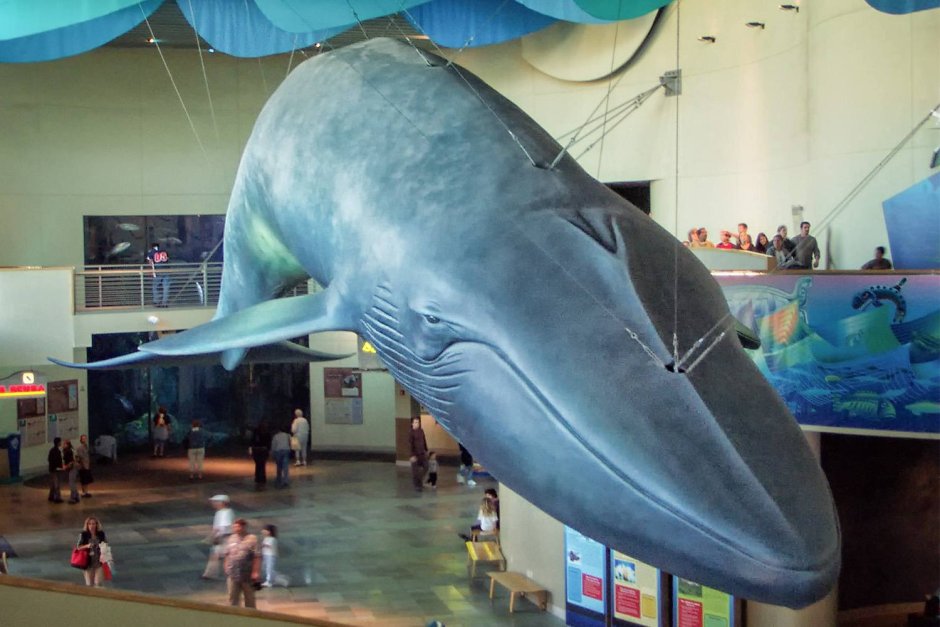 Синий кит 33 метра