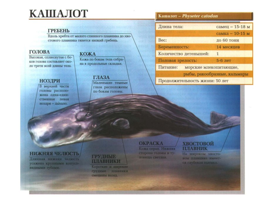 Гигантская рыба кит