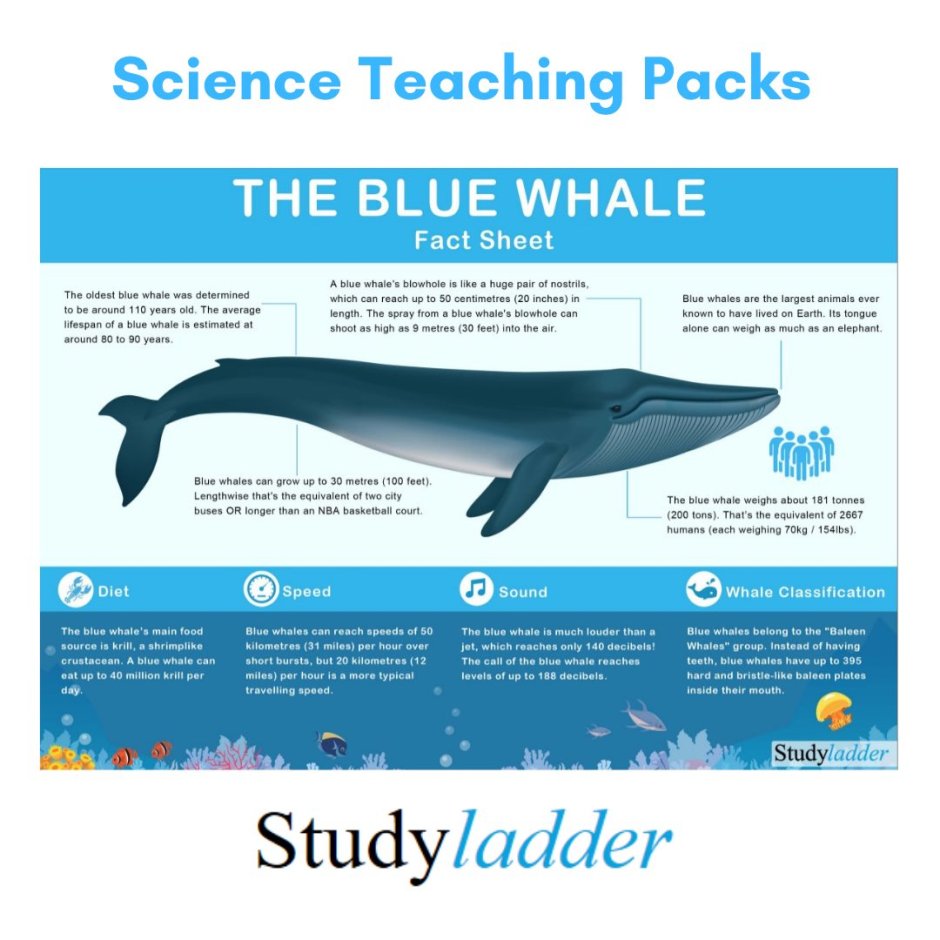 Синий кит в зоопарке