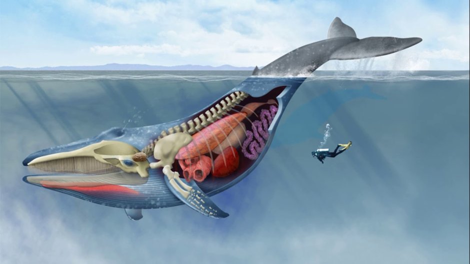 Анатомия кашалота