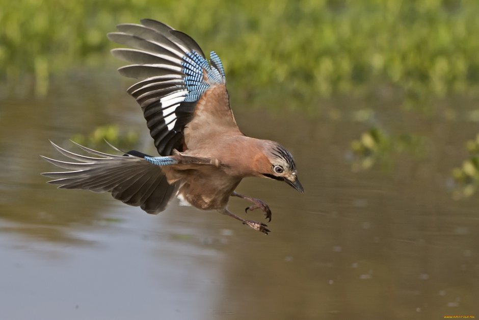 Balearica Pavonina