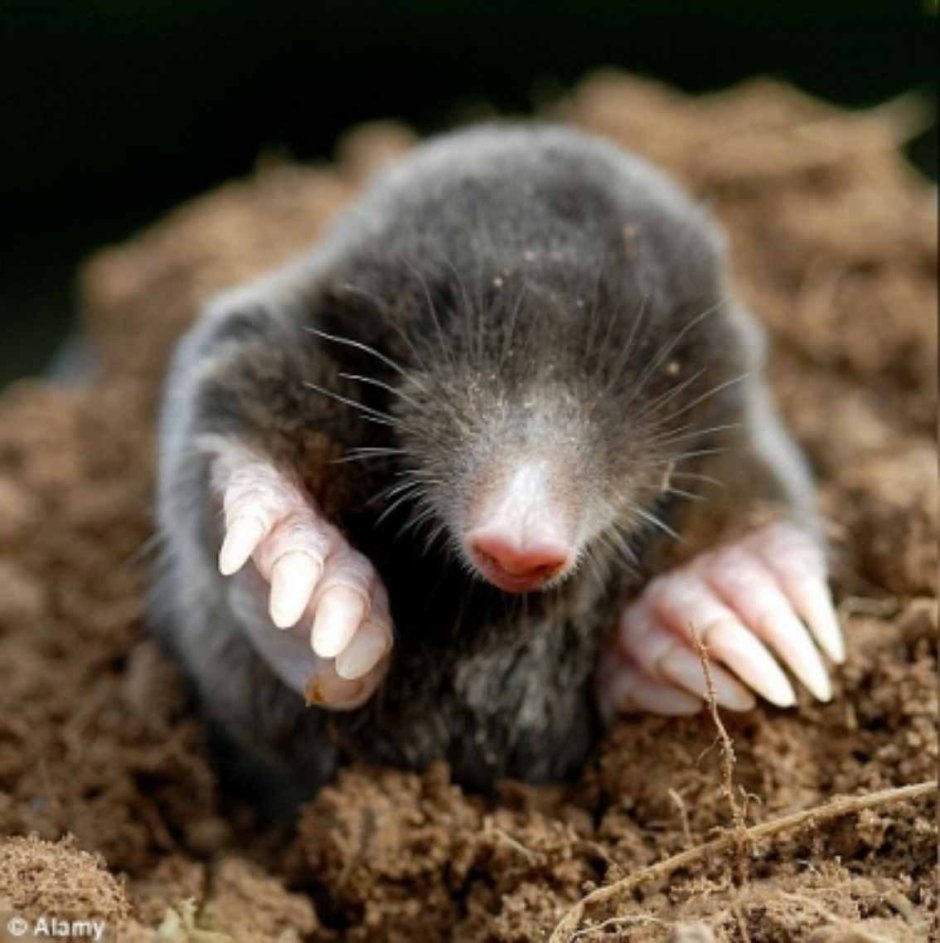 Сумчатый Крот (Notoryctes Typhlops)
