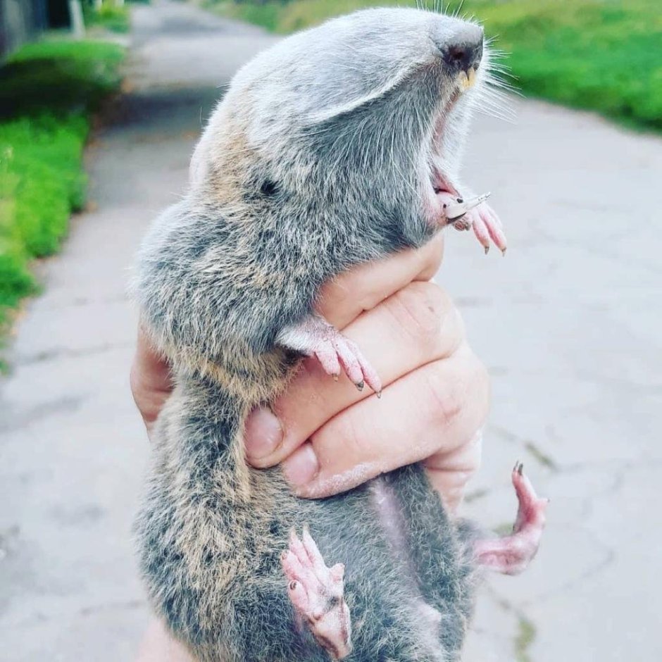 Крот слепыш