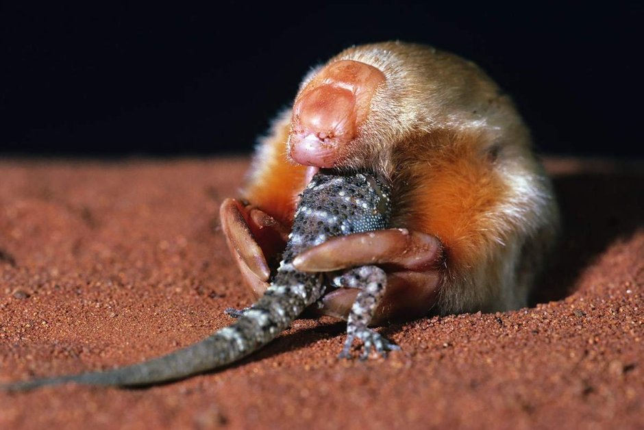 Голый землекоп (Heterocephalus Glaber)