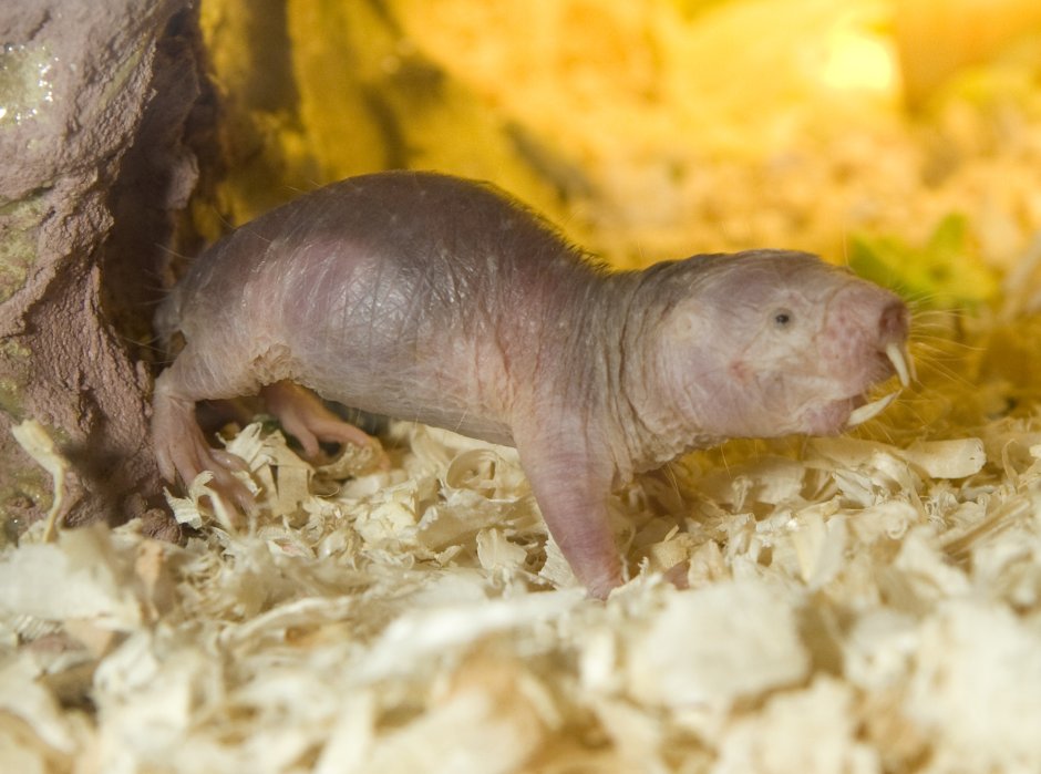 Голый землекоп (Heterocephalus Glaber)