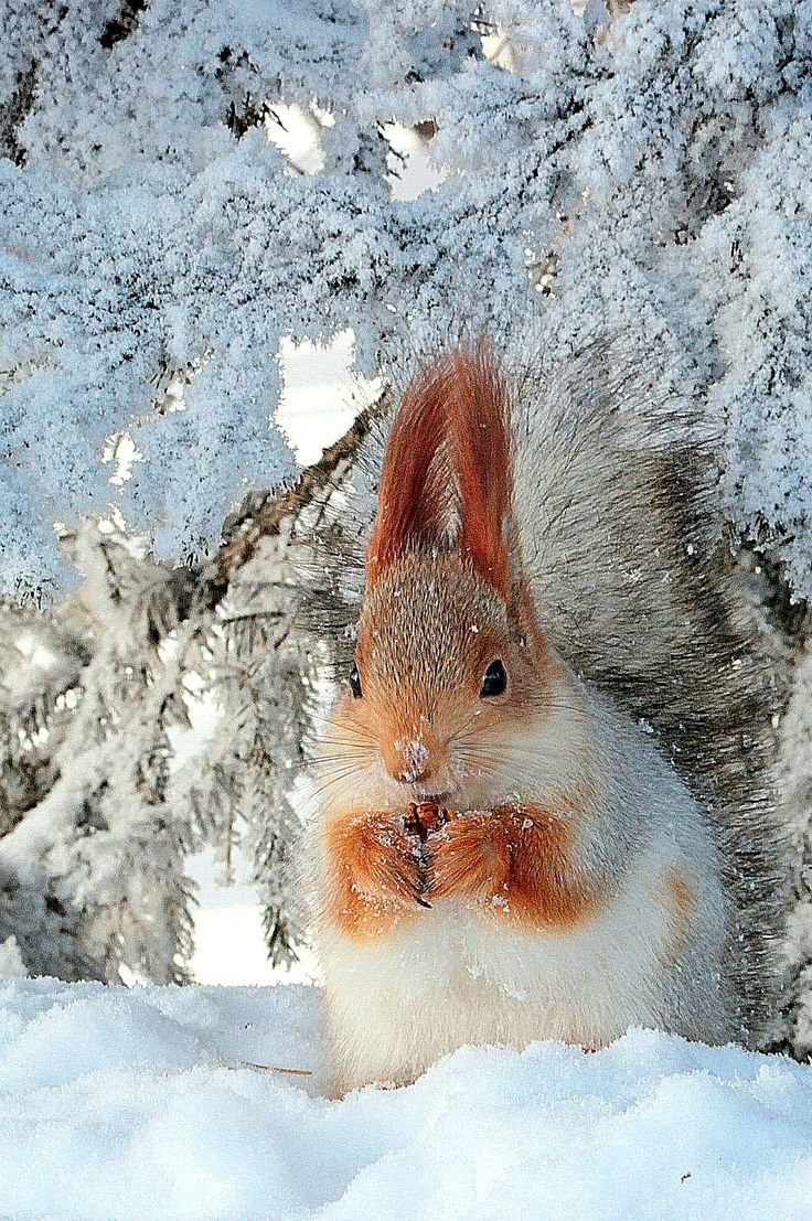 Лесные животные зимой