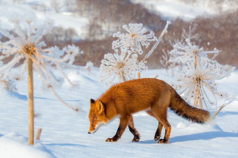 Заяц зимой