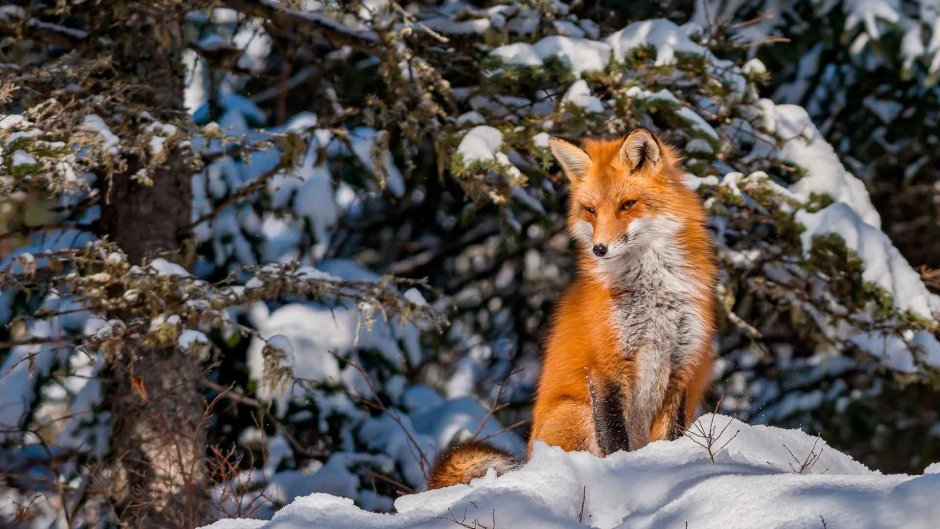 Фотосессия с лисой зимой