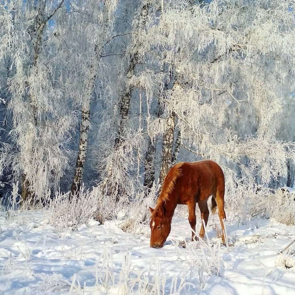 Звери в новогоднем лесу