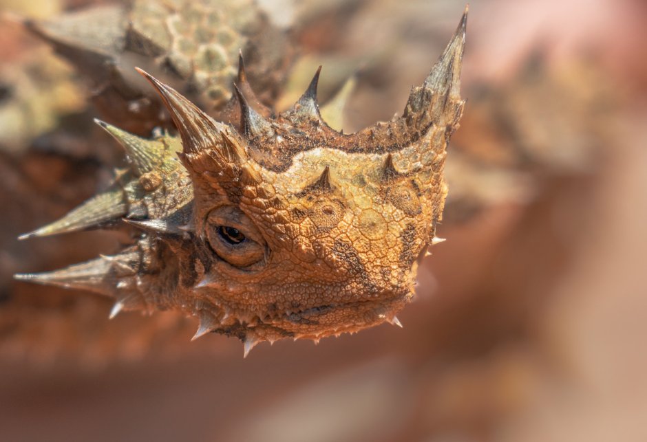 Thorny Devil